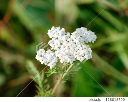 Milfoil flower of white color in the summer field. Achillea millefolium 118818700