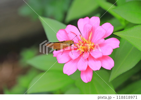 百日草の蜜を吸うセセリチョウ 118818971