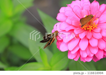 百日草の蜜を吸うセセリチョウ 118818994