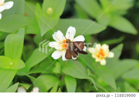 花の蜜を吸うセセリチョウ 118819000