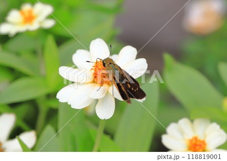 花の蜜を吸うセセリチョウ 118819001