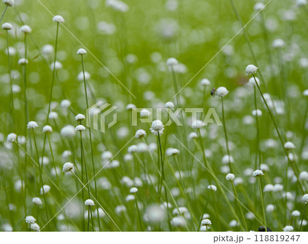 日本固有種ホシクサ科シラタマホシクサ群生 118819247