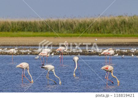Flamingo in Parc Naturel regional de Camargue, Provence, France Flamingo in Parc Naturel regional de Camargue, Provence, France 118819421