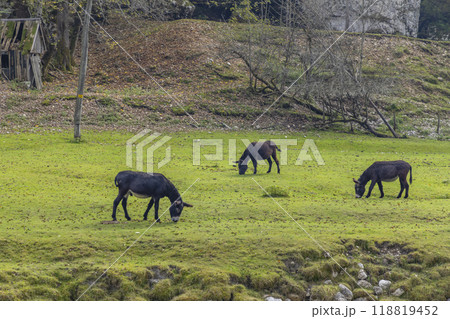 Typical landscape near river Soca, Triglavski national park, Slovenia Typical landscape near river Soca, Triglavski national park, Slovenia 118819452