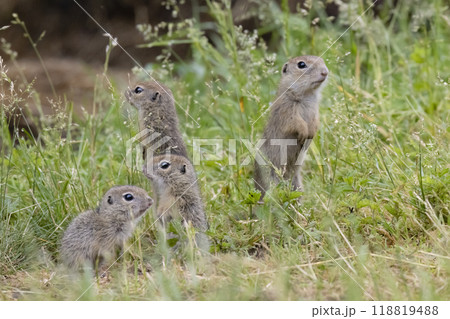 Ground squirrel colony (Syslovisko Biele vody), National park Muranska Planina, Slovakia 118819488