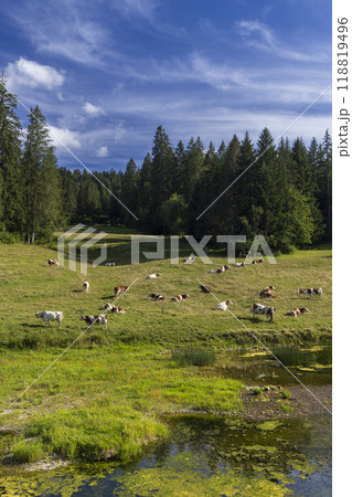 cows grazing on a meadow in the Jura region 118819496