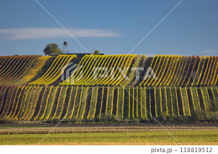 Autumn vineyard near Velke Bilovice, Southern Moravia, Czech Republic 118819512