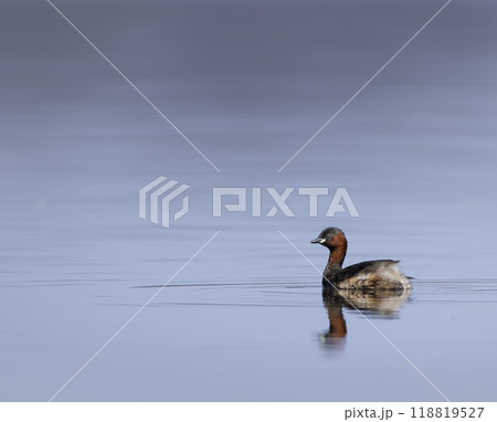 Little grebe (Tachybaptus ruficollis), Dehtar pond, Southern Bohemia, Czech Republic 118819527