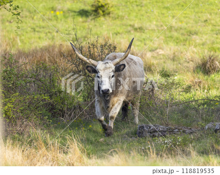 Cows on pasture in spring landscape, Slovakia 118819535