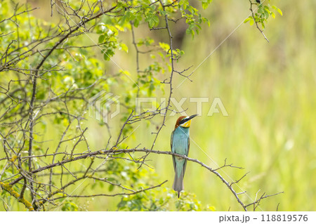 European bee-eater, Merops apiaster, Palava, Southern Moravia, Czech Republic European bee-eater, Merops apiaster, Palava, Southern Moravia, Czech Republic 118819576