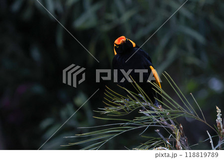 枝に止まってこちらを見つめる黄色と黒のコントラストが美しいフウチョウモドキ 枝に止まってこちらを見つめる黄色と黒のコントラストが美しいフウチョウモドキ 118819789
