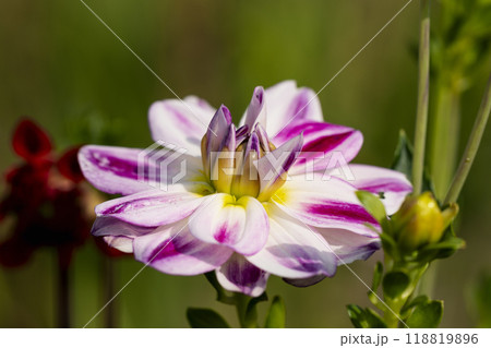 blooming chrysanthemum flower blooming chrysanthemum flower 118819896