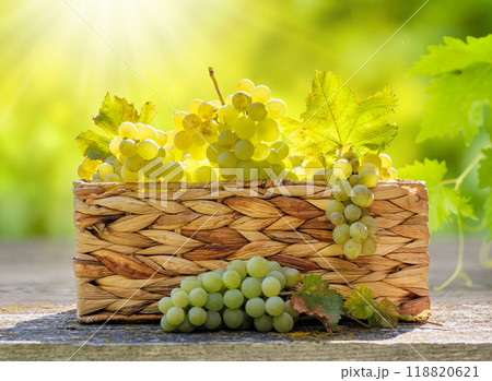 A basket filled with grapes in front of a sunny vineyard A basket filled with grapes in front of a sunny vineyard 118820621