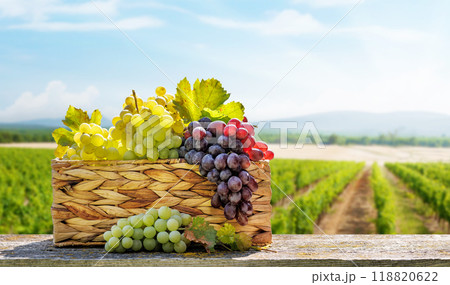 A basket filled with various types of grapes in front of a sunny vineyard A basket filled with various types of grapes in front of a sunny vineyard 118820622