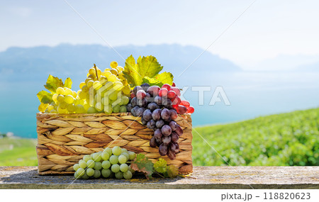 A basket filled with various types of grapes in front of a sunny vineyard 118820623