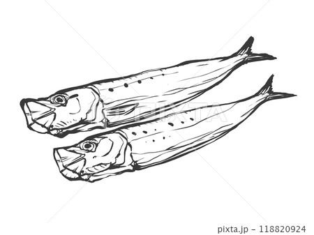 イワシの手描き筆絵風イラストのイラスト素材 [118820924] - PIXTA