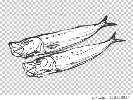 イワシの手描き筆絵風イラスト 118820924