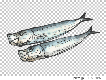 沙丁魚手繪畫筆繪畫風格插畫 118820925