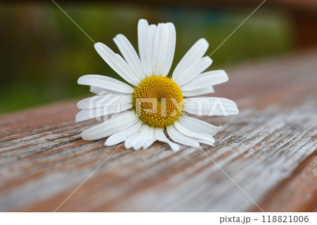 macro photo of a garden daisy lying on a wooden surface. summer backgrounds with flowers. High quality photo macro photo of a garden daisy lying on a wooden surface. summer backgrounds with flowers. High quality photo 118821006