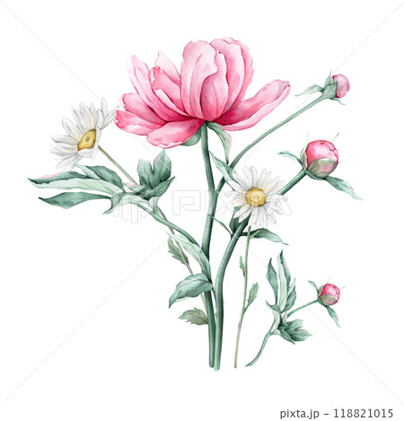 Watercolor bouquet of delicate pink peony and chamomile flowers in full bloom. Hand drawn illustration beautiful floral flowers daisy. Summer botanical plant on isolated. Elements for design Watercolor bouquet of delicate pink peony and chamomile flowers in full bloom. Hand drawn illustration beautiful floral flowers daisy. Summer botanical plant on isolated. Elements for design 118821015