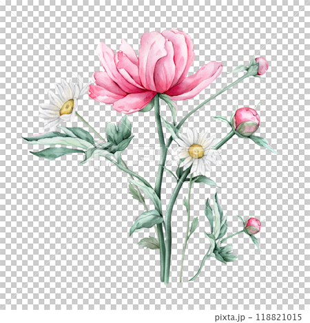 Watercolor bouquet of delicate pink peony and chamomile flowers in full bloom. Hand drawn illustration beautiful floral flowers daisy. Summer botanical plant on isolated. Elements for design Watercolor bouquet of delicate pink peony and chamomile flowers in full bloom. Hand drawn illustration beautiful floral flowers daisy. Summer botanical plant on isolated. Elements for design 118821015