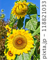 Vibrant and Beautiful Sunflowers Reaching Upward Toward the Bright Blue Sky Above Vibrant and Beautiful Sunflowers Reaching Upward Toward the Bright Blue Sky Above 118821033