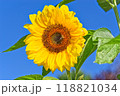 Beautiful Single Sunflower agains Clear Blue Sky Beautiful Single Sunflower agains Clear Blue Sky 118821034