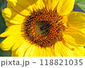 A Vibrant Sunflower Blooming Beautifully in the Bright, Radiant Sunlight of Daytime A Vibrant Sunflower Blooming Beautifully in the Bright, Radiant Sunlight of Daytime 118821035