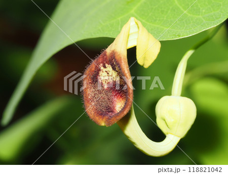 ウマノスズクサの花 118821042