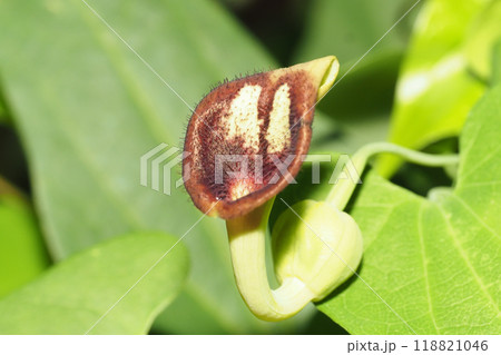ウマノスズクサの花 ウマノスズクサの花 118821046
