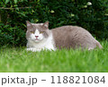 A gray and white cat is peacefully resting in the green grass A gray and white cat is peacefully resting in the green grass 118821084
