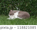 A gray and white cat is peacefully resting in the green grass A gray and white cat is peacefully resting in the green grass 118821085