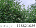 Wild privet bush in bloom against blue sky Wild privet bush in bloom against blue sky 118821086