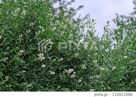 Wild privet bush in bloom against blue sky Wild privet bush in bloom against blue sky 118821086