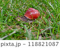 A red snail is slowly crawling on the grass, captured beautifully in wildlife photography A red snail is slowly crawling on the grass, captured beautifully in wildlife photography 118821087