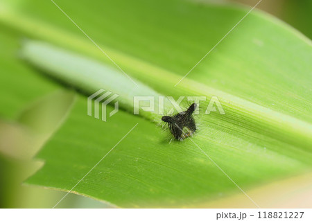 クロコノマチョウの幼虫 118821227