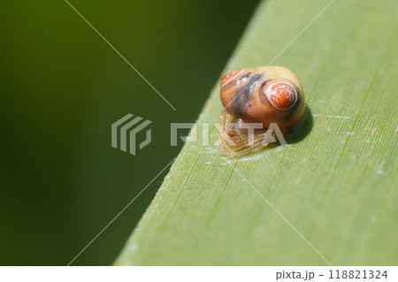 オオトリノフンダマシ(メス) オオトリノフンダマシ(メス) 118821324