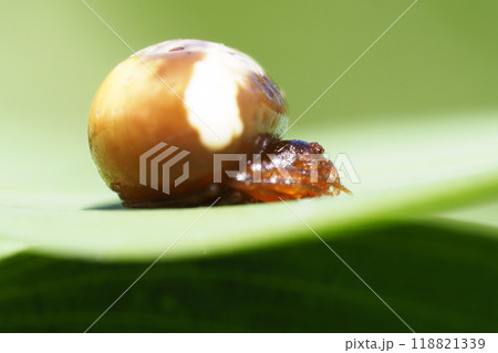 シロオビトリノフンダマシ（メス） 118821339