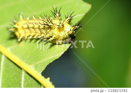 ヒメクロイラガの幼虫 118821581