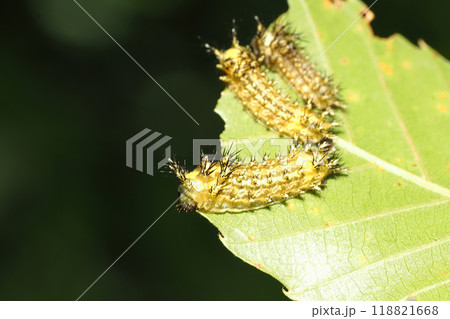ヒメクロイラガの幼虫 118821668
