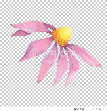 A single coneflower watercolor illustration with soft pink petals and a yellow center. Echinacea purpurea clipart design for greeting cards, textiles, floral art prints, or product labels A single coneflower watercolor illustration with soft pink petals and a yellow center. Echinacea purpurea clipart design for greeting cards, textiles, floral art prints, or product labels 118821695
