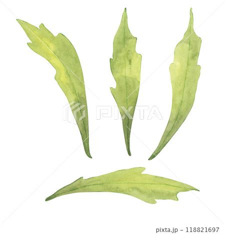 A set of four echinacea leaves painted in watercolor. Botanical greenery clipart to complement other floral elements in product packaging, scrapbooking, or garden-themed illustrations A set of four echinacea leaves painted in watercolor. Botanical greenery clipart to complement other floral elements in product packaging, scrapbooking, or garden-themed illustrations 118821697