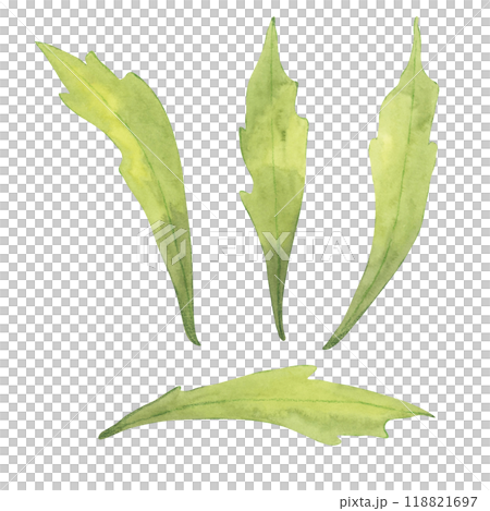 A set of four echinacea leaves painted in watercolor. Botanical greenery clipart to complement other floral elements in product packaging, scrapbooking, or garden-themed illustrations A set of four echinacea leaves painted in watercolor. Botanical greenery clipart to complement other floral elements in product packaging, scrapbooking, or garden-themed illustrations 118821697