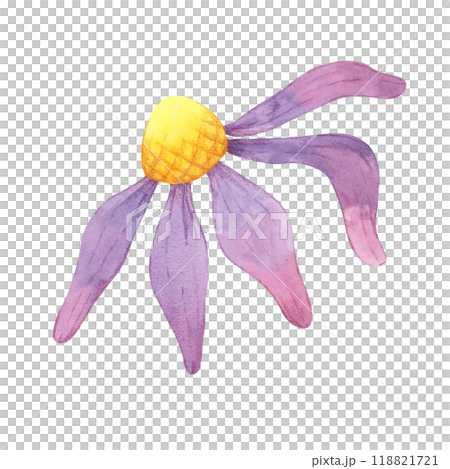 Coneflower watercolor illustration. Echinacea flower clipart with yellow center and purple petals for logo designs, stationery, educational materials, or floral-themed invitations and digital products 118821721