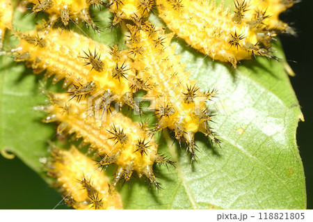 ヒメクロイラガの幼虫 ヒメクロイラガの幼虫 118821805