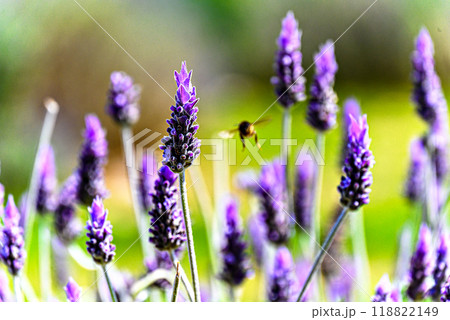 Bee pollinating on lavender flower with blurred background. selective focus Bee pollinating on lavender flower with blurred background. selective focus 118822149