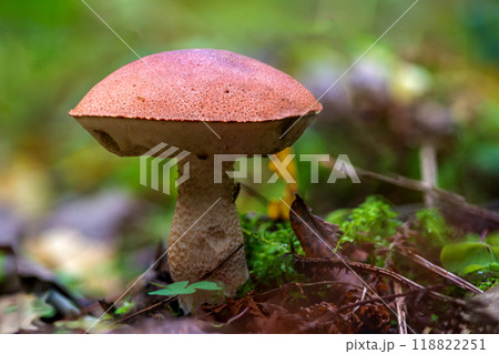 Podosinovik mushroom in its natural environment in the forest after rain Podosinovik mushroom in its natural environment in the forest after rain 118822251