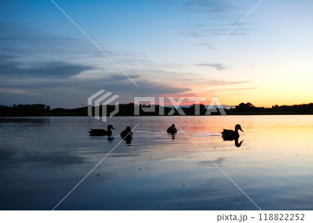 A picturesque scene of ducks gently floating on a serene lake during a beautiful sunset A picturesque scene of ducks gently floating on a serene lake during a beautiful sunset 118822252