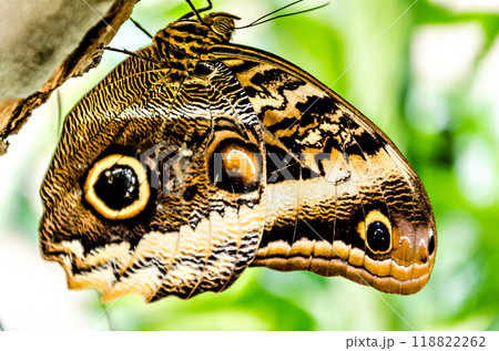 Owl butterfly (Caligo Memnon), lepidopteron Owl butterfly (Caligo Memnon), lepidopteron 118822262
