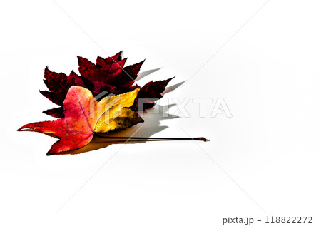 Autumn dry leaf fallen from tree on white background Autumn dry leaf fallen from tree on white background 118822272